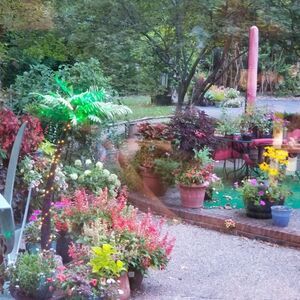 Vibrant Outdoor Potted Plant Collection!!!  MY SPRING TIME PATIO!!!